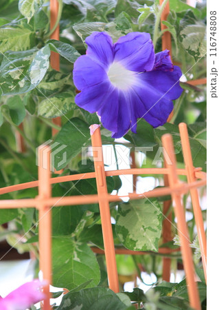 大輪の朝顔　入谷の朝顔市　東京の夏の風物詩 116748808