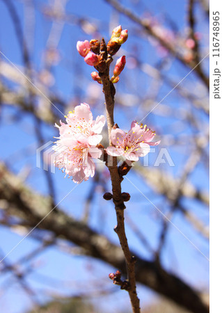 SAKURA SAKURA 116748965