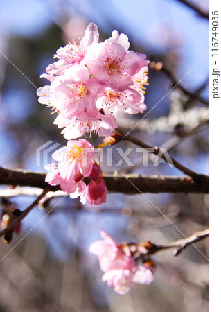 SAKURA SAKURA 116749036