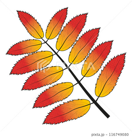 Rowan leaf, fall Rowan leaf, fall 116749080