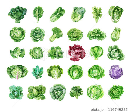 Lettuce Vegetables Watercolour Icons Set Greens Decorative Elements Detailed Lettuce Collection Fresh Produce Icons Simple Illustrations Vector Graphics 116749285