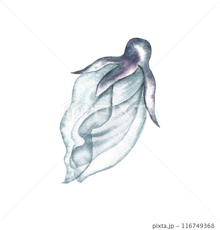 A delicate white flower. The transparent petals of the flower are made in watercolor. The illustration is hand-drawn. For the design of invitation and greeting wedding cards in watercolor style. 116749368