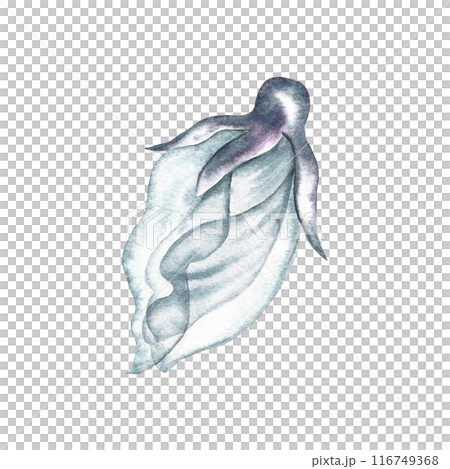 A delicate white flower. The transparent petals of the flower are made in watercolor. The illustration is hand-drawn. For the design of invitation and greeting wedding cards in watercolor style. 116749368