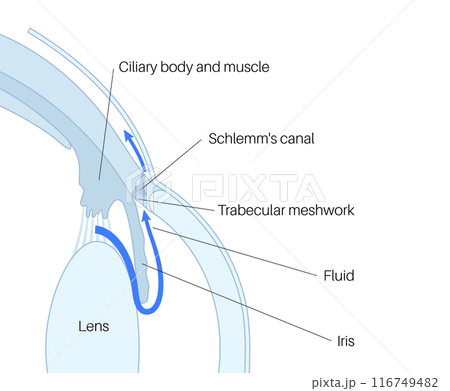 Fluids in the eye Fluids in the eye 116749482
