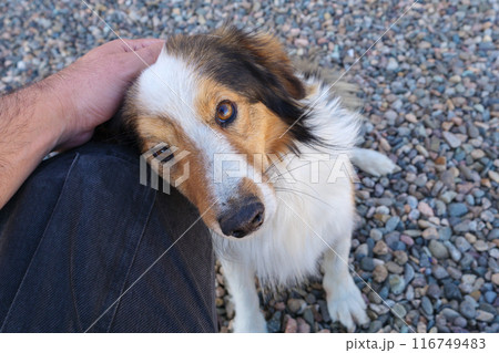 Mans hand petting a dog on gravel 116749483