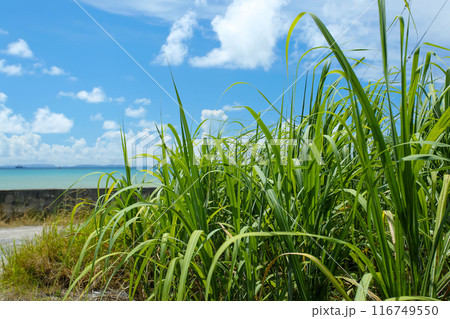 沖縄の風景 海沿いのさとうきび畑 沖縄の風景 海沿いのさとうきび畑 116749550