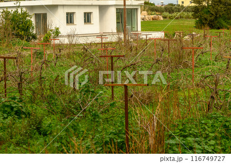grapevine on supports in winter in Cyprus 2 grapevine on supports in winter in Cyprus 2 116749727
