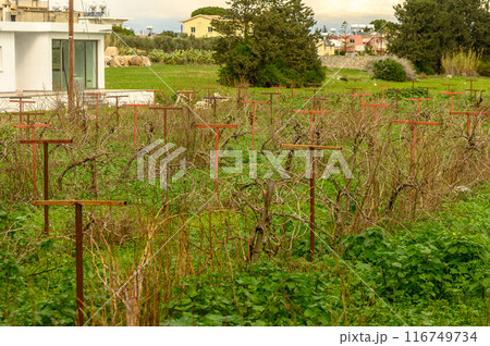 grapevine on supports in winter in Cyprus 3 116749734