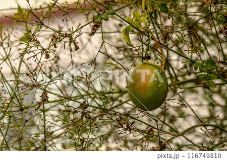 passion fruit in a village in winter in Cyprus 2 116749810