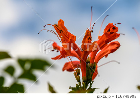 red tropical flowers in winter in cyprus 3 116749908