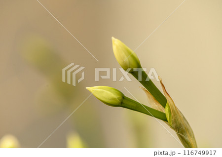 buds of tropical wildflowers in cyprus 2 buds of tropical wildflowers in cyprus 2 116749917