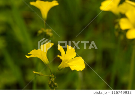 yellow wildflowers on a sunny winter day 2 116749932