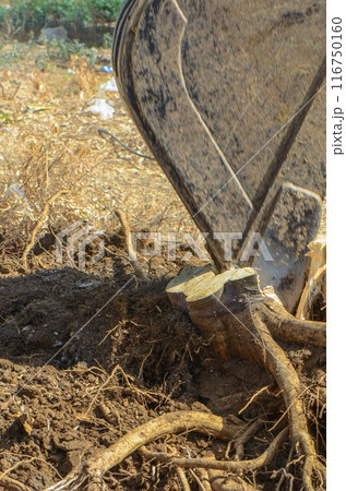 Gazeveren Cyprus 03.07.2024 - excavator uproots the roots of orange trees 116750160