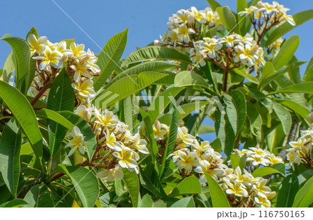 Plumeria or Paper flower on tree plant Plumeria or Paper flower on tree plant 116750165