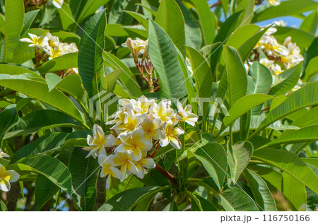 white frangipani tropical flower, plumeria flower fresh blooming 116750166