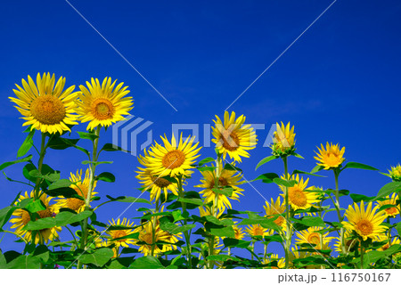 青空とひまわり 青空とひまわり 116750167