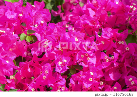 Red bougainvillea flowers in the garden 116750168