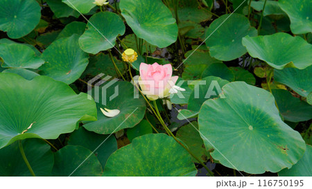 zen green lotus flower nature flower pond background garden petal bloom lotus flora beauty zen green lotus flower nature flower pond background garden petal bloom lotus flora beauty 116750195