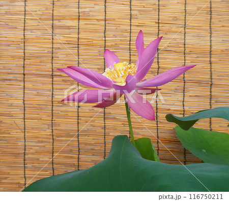 夏の朝の風物詩、自然素材のすだれとピンクのハスの花の写真 116750211
