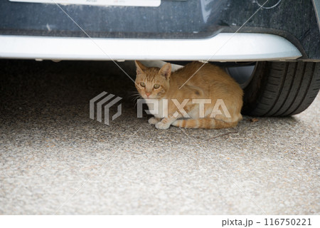 Cute orange european cat under a car 116750221