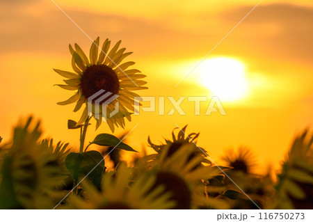 夕日とひまわり 116750273