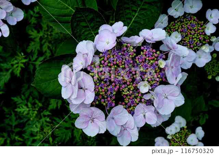 ガクアジサイ 116750320
