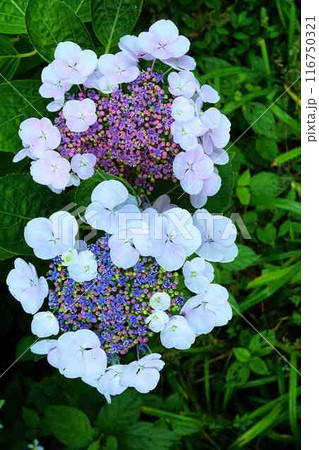 ガクアジサイ 116750321