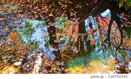 水面の秋風景 水面の秋風景 116750342