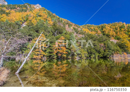 【秋の上高地】明神池周辺の鮮やかな紅葉 116750350