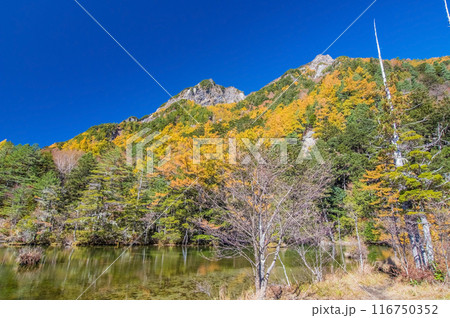【秋の上高地】明神池周辺の鮮やかな紅葉 116750352