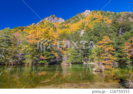 【秋の上高地】明神池周辺の鮮やかな紅葉 【秋の上高地】明神池周辺の鮮やかな紅葉 116750355