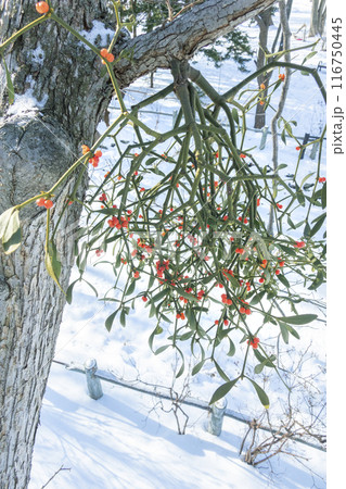 アカミヤドリギ　エドウィン・ダン記念公園　札幌市 116750445