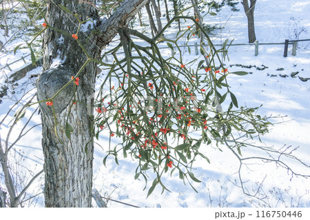 アカミヤドリギ エドウィン・ダン記念公園 札幌市 アカミヤドリギ エドウィン・ダン記念公園 札幌市 116750446