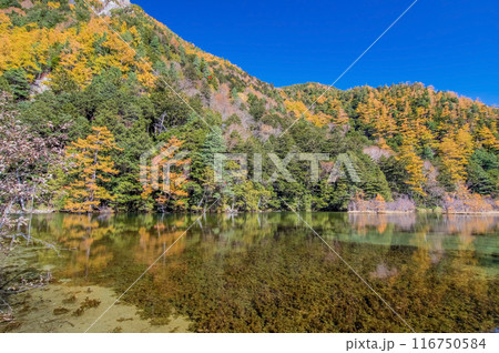 【秋の上高地】明神池周辺の鮮やかな紅葉 116750584