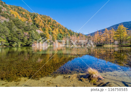 【秋の上高地】明神池周辺の鮮やかな紅葉 116750585