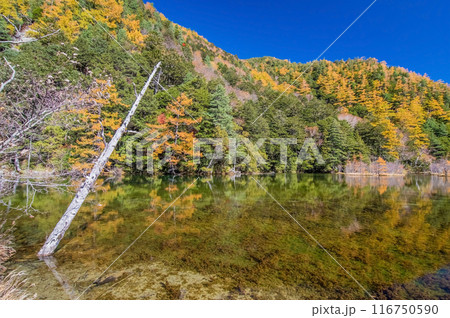 【秋の上高地】明神池周辺の鮮やかな紅葉 【秋の上高地】明神池周辺の鮮やかな紅葉 116750590