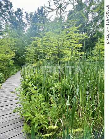 Wooden walkway in the park, green vegetation and trees in the background  with lush green grass and flowers 116750616