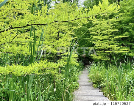 Wooden walkway in the park, green vegetation and trees in the background  with lush green grass and flowers 116750627