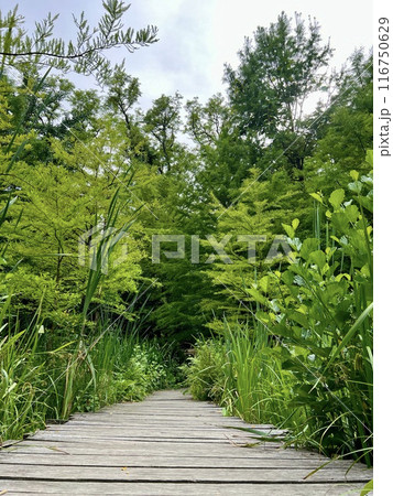 Wooden walkway in the park, green vegetation and trees in the background  with lush green grass and flowers 116750629