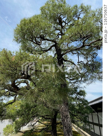Photo of Japanese Black Pine in Nijo Castle Kyoto Japan 116750637