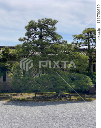 Photo of Japanese Black Pine in Nijo Castle Kyoto Japan Photo of Japanese Black Pine in Nijo Castle Kyoto Japan 116750639