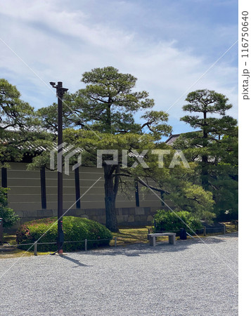 Photo of Japanese Black Pine in Nijo Castle Kyoto Japan 116750640