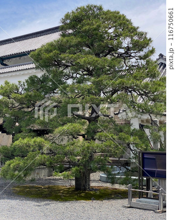 Photo of Japanese Black Pine in Nijo Castle Kyoto Japan Photo of Japanese Black Pine in Nijo Castle Kyoto Japan 116750661