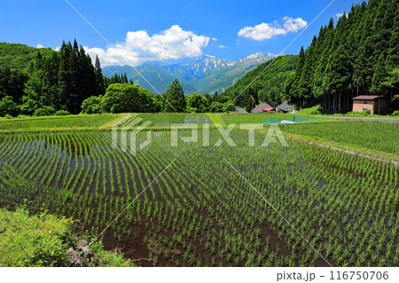 白馬地域の初夏の美しい風景 116750706