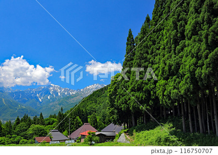 白馬地域の初夏の美しい風景 116750707