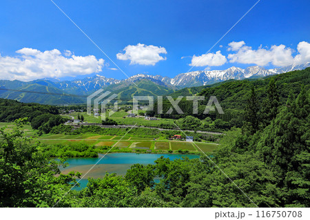 白馬地域の初夏の美しい風景 116750708