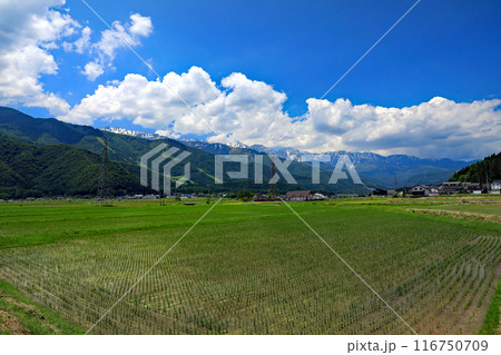 白馬地域の初夏の美しい風景 116750709
