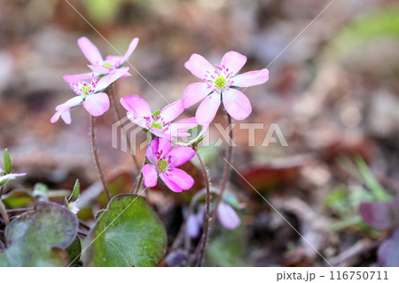 可愛い オオミスミソウの花 可愛い オオミスミソウの花 116750711