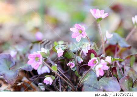 可愛い　オオミスミソウの花 116750713