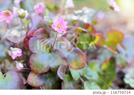 可愛い　オオミスミソウの花 116750714